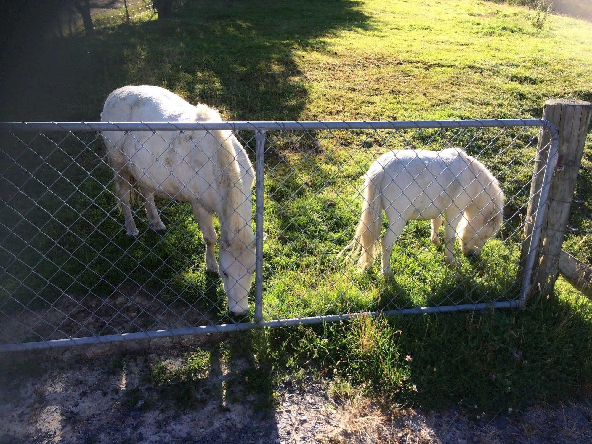 Villa Hunters Moon Mosgiel Exterior foto